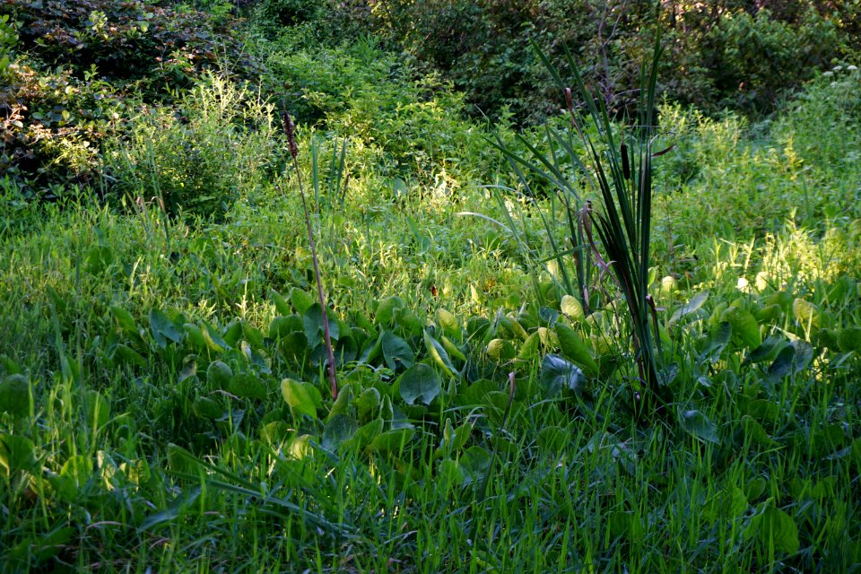 scene Suli Marsh ncwetlands KG (6)