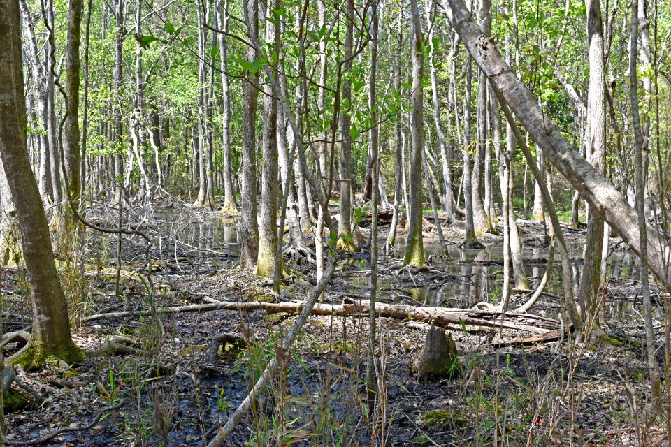 scene wetland Carolina Beach SP ncwetlands AM (1)