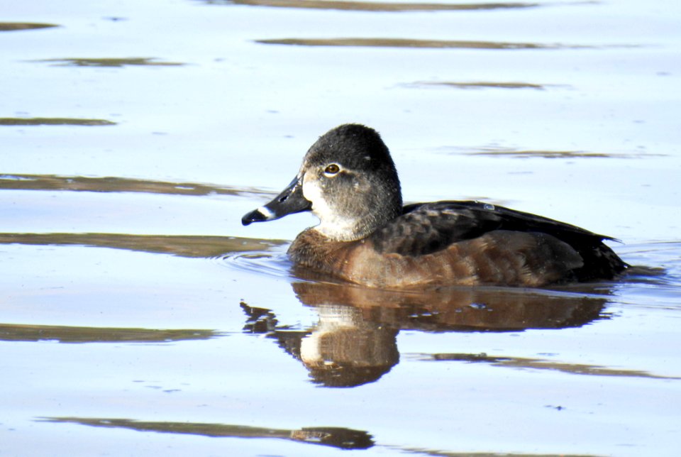 A female ring-necked duck