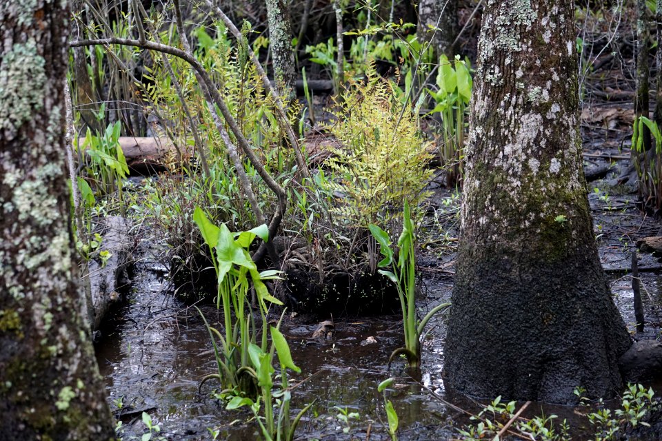 plants peltandra and royal fern cypress cove park ncwetlands KG