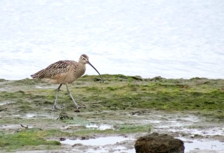 A long-billed curlew scouting the shoreline.