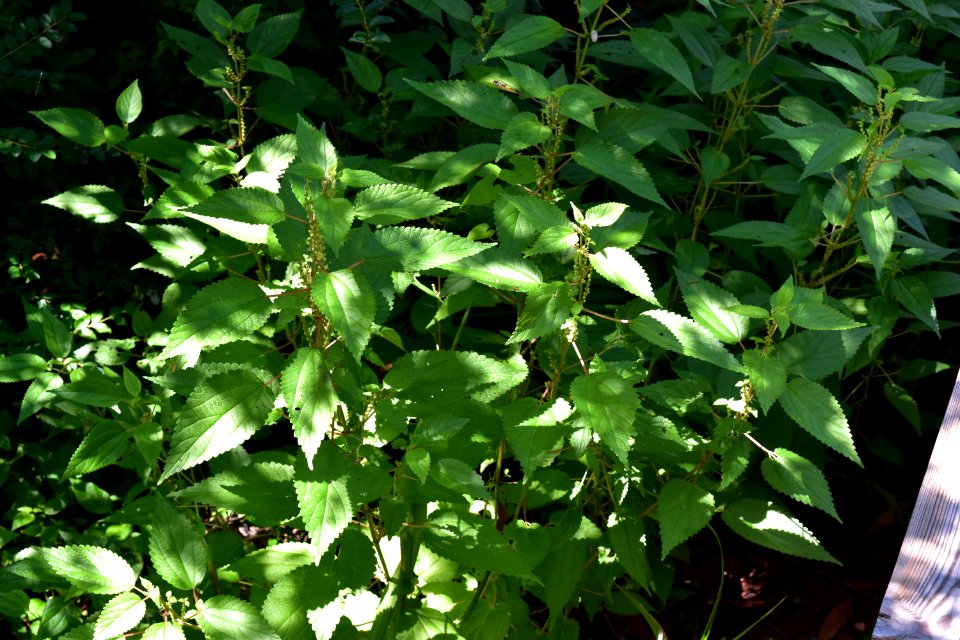 plants boehmeria fort macon ncwetlands AM (20)