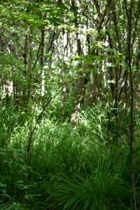scene Tallulah Bog ncwetlands AM (7)
