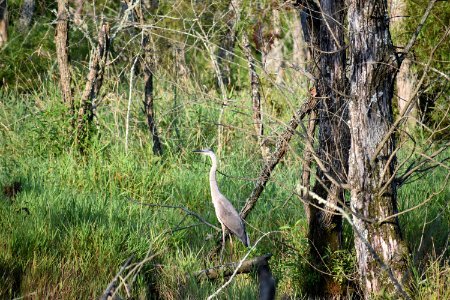 bird great blue heron Wesley's Park ncwetlands AM (29)
