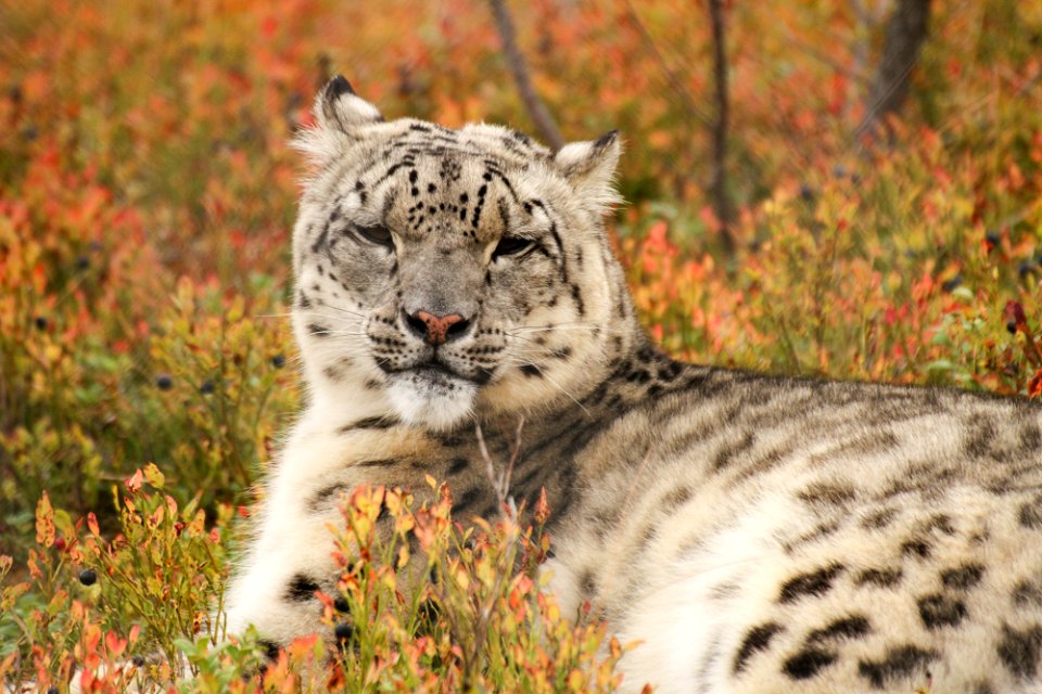 Snow Leopard at Orsa Björnpark