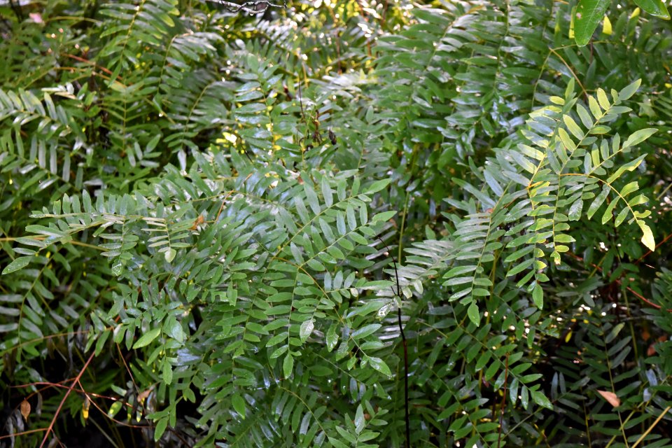 plant royal fern Scuppernong Interpretive Boardwalk ncwetlands am (11)