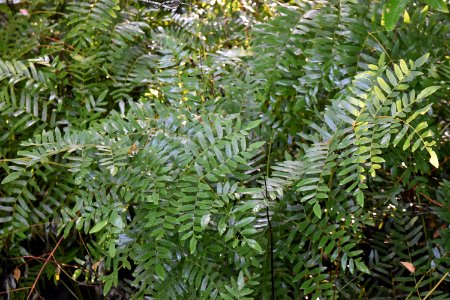 plant royal fern Scuppernong Interpretive Boardwalk ncwetlands am (11)