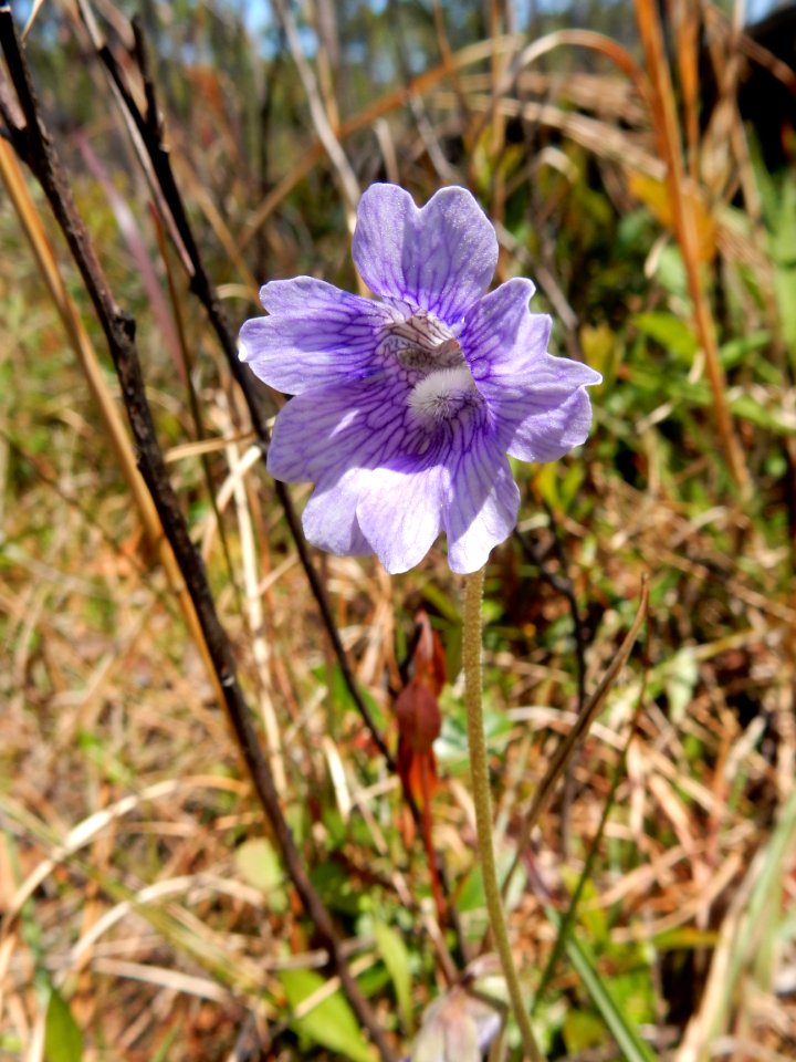 plant butterwort Pinguicula Carolina Beach State Park ncwetlands KG (2)