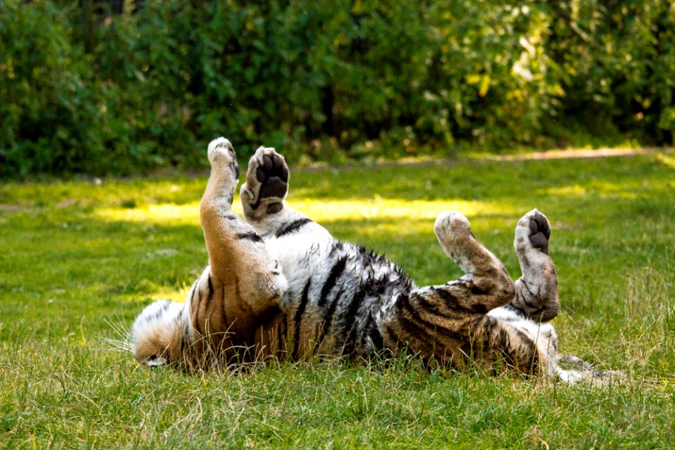 Siberian Tiger at Knuthenborg Safaripark