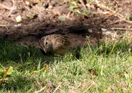 Cassin's sparrow