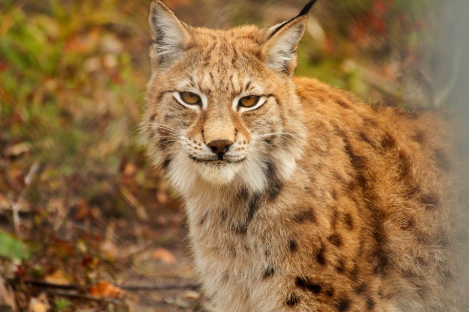 Lynx at Orsa Björnpark