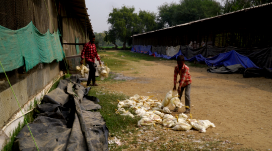 Transporting them to the meat markets