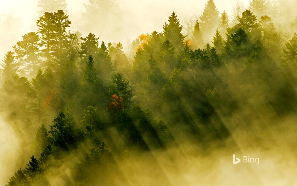 Coniferous forests, Vosges Mountains, France
