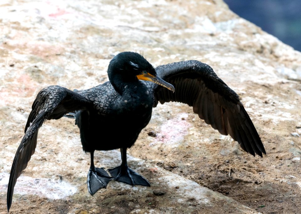 Double-crested cormorant