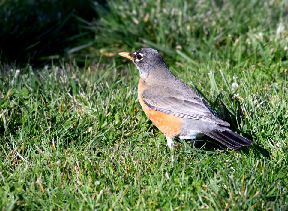 American robin // Merle d'Amérique