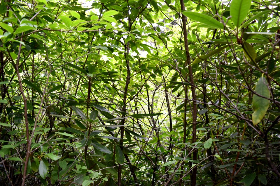 scene Walton Trail Bog ncwetlands AM (12)