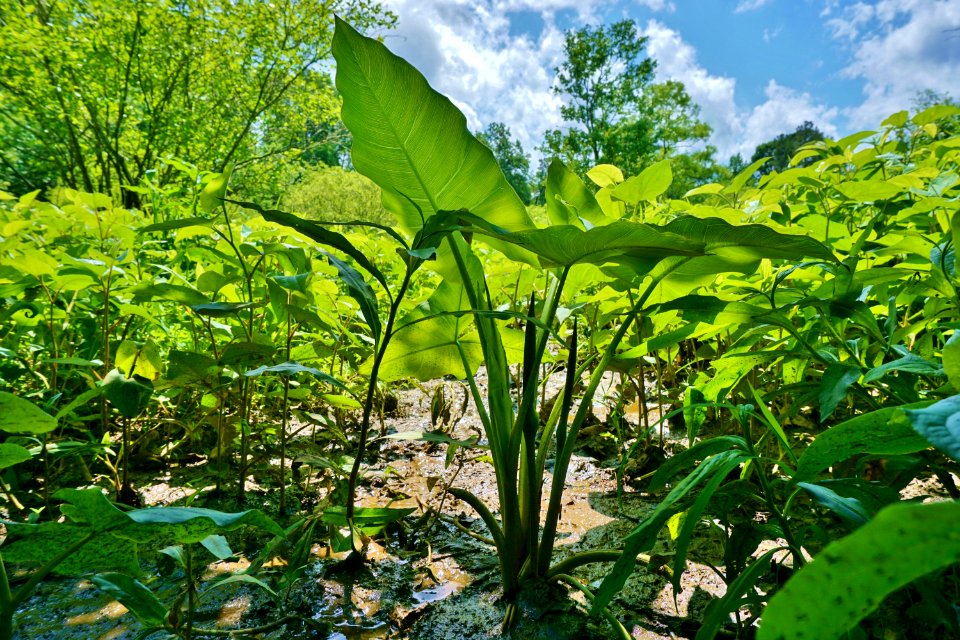 plants Peltandra scene Yates Millpond preserve KG