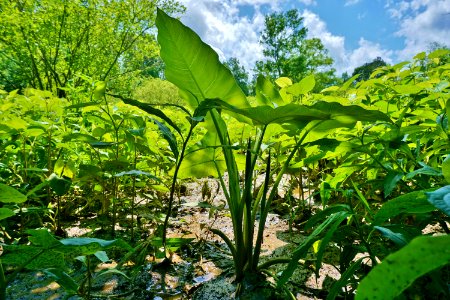 plants Peltandra scene Yates Millpond preserve KG