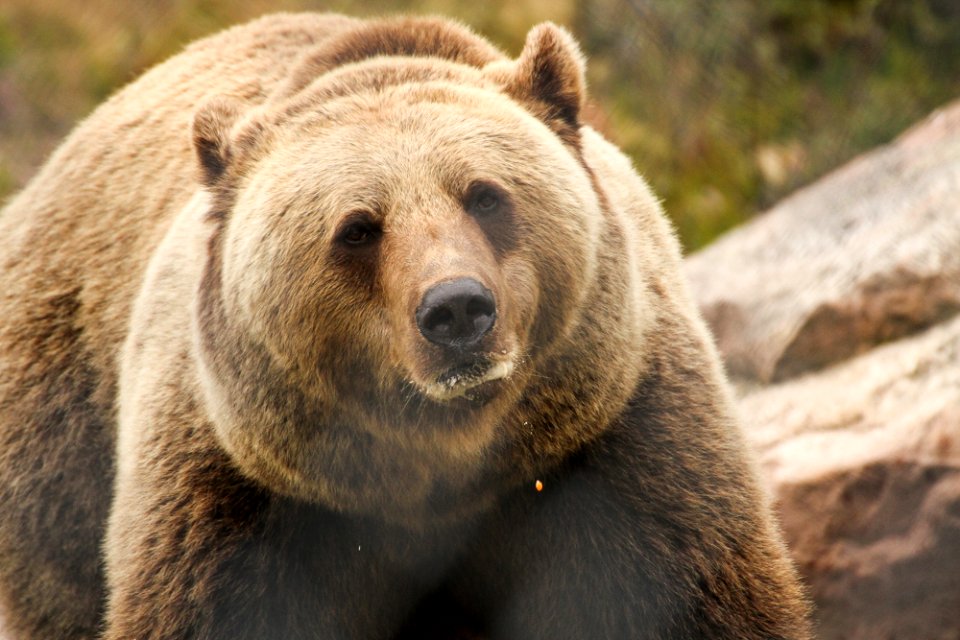 Bear at Orsa Björnpark
