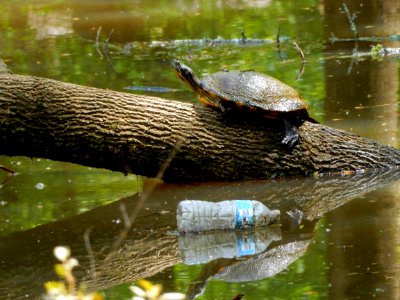 reptile turtle and trash Bob Wallace Jaycee park ncwetlands KG