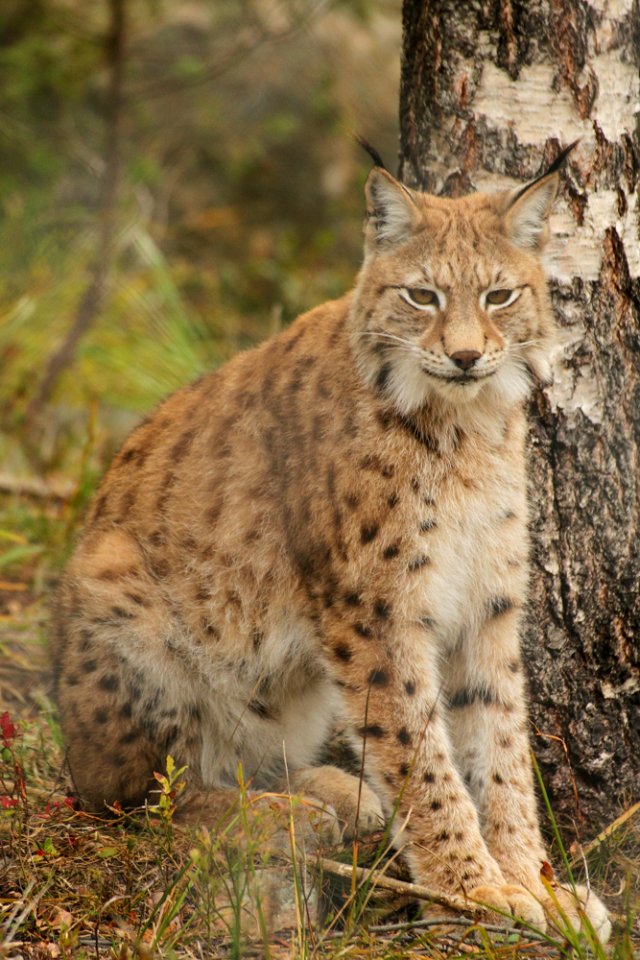 Lynx at Orsa Björnpark