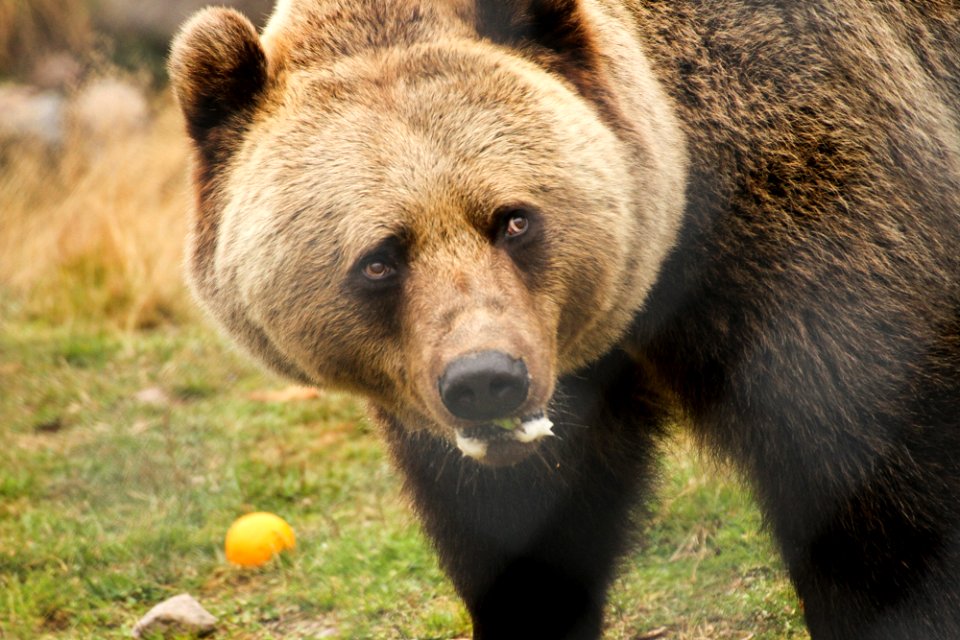 Bear at Orsa Björnpark