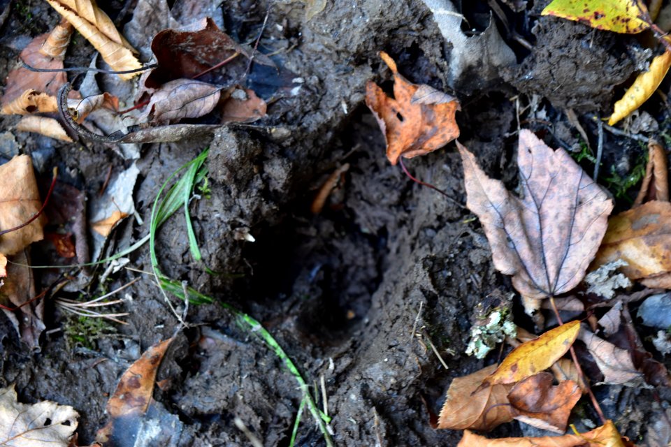 mammal deer track Boone Fork Trail ncwetlands amm (1)