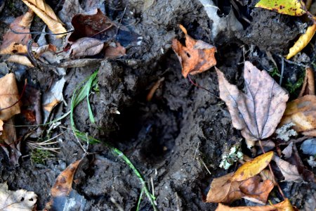 mammal deer track Boone Fork Trail ncwetlands amm (1)