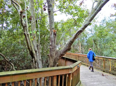 scene boardwalk Duck Town Pk + boardwalk ncwetlands KG (3)
