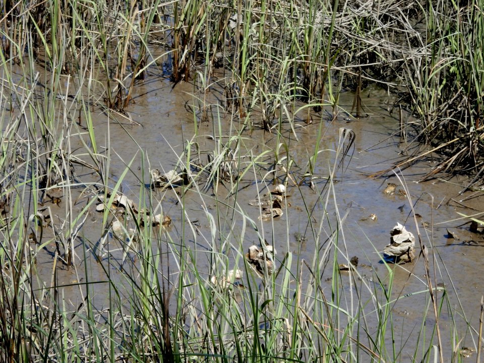 scene oyster bed salt marsh pages creek preserve ncwetlands KG (1)