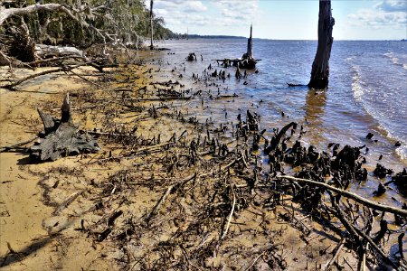 scene Pamlico River erosion Goose Creek SP KG (10)