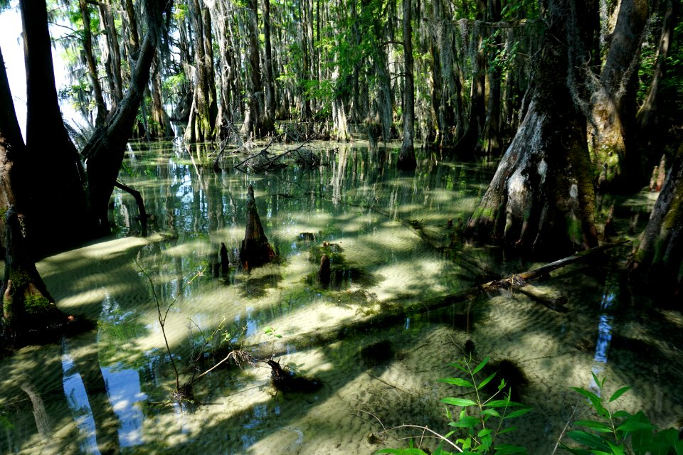 scene Moccasin Overlook Pettigrew State Park ncwetlands KG (11)