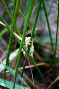 green treefrog Sandy Creek Park KG (145)