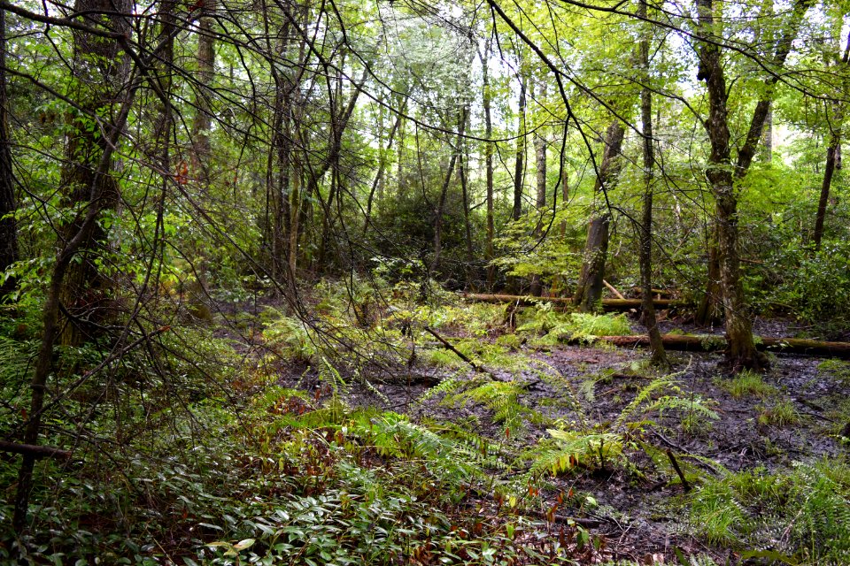 scene dupont state rec forest ncwetlands AM (12)