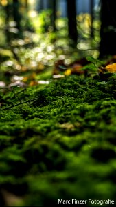 #nature#macro #photography #green #portrait #forrest
