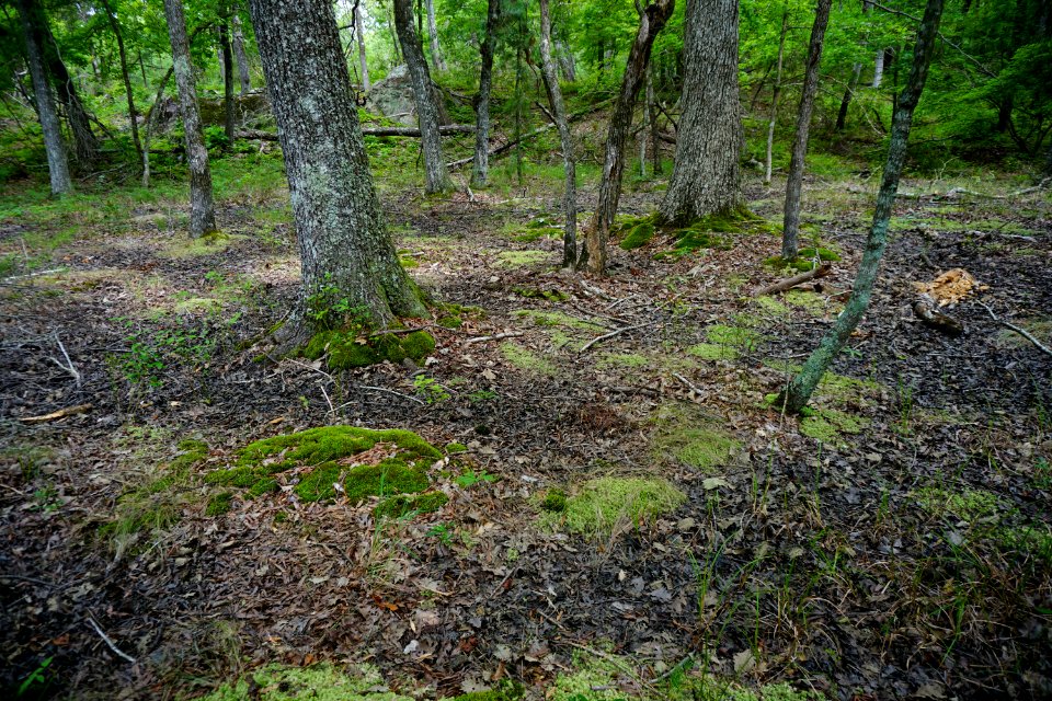 scene upland depression wetland Uwharrie Nat Forest ncwetlands KG (5)