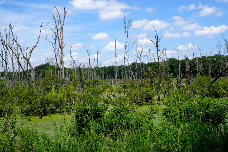 scene sullivan's pond marsh pee dee nwr KG (3)