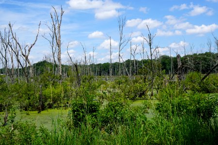 scene sullivan's pond marsh pee dee nwr KG (3)