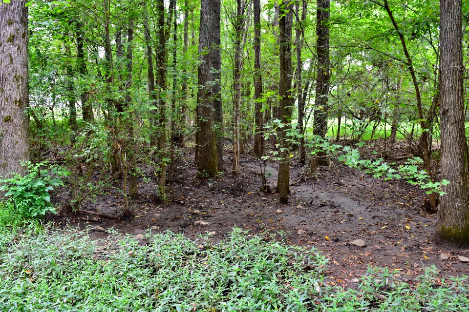 scene blh mcalpine and four mile creeks greenway ncwetlands amm (28)