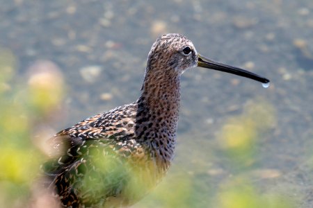 Long-billed dowitcher