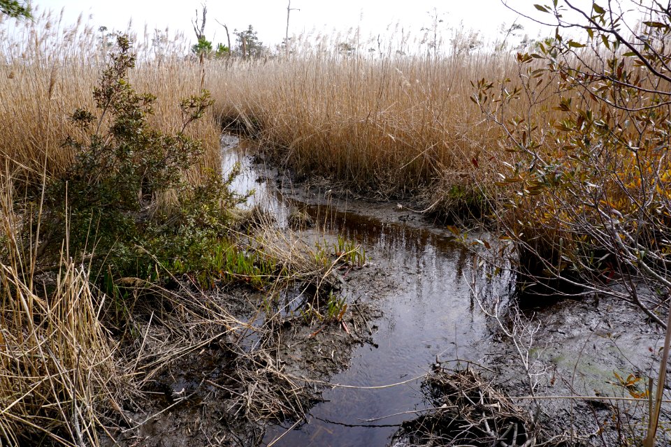 scene Mackay Island NWR ncwetlands KG (7)