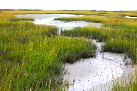 scene Rachel Carson Reserve E Woodward NC Coastal Reserve