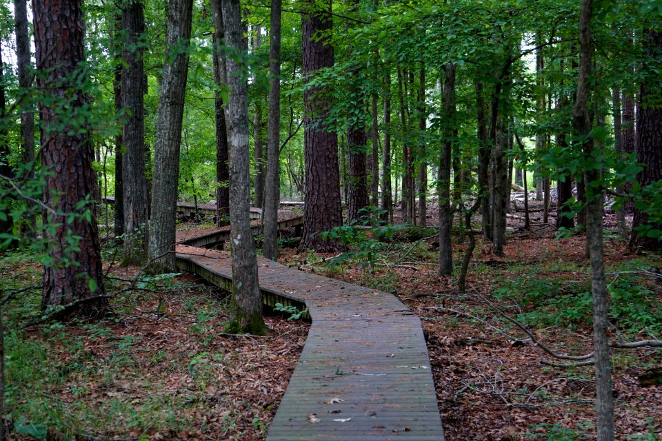 scene Sullivan impndmnt PeeDee NWR ncwetlands KG (4)