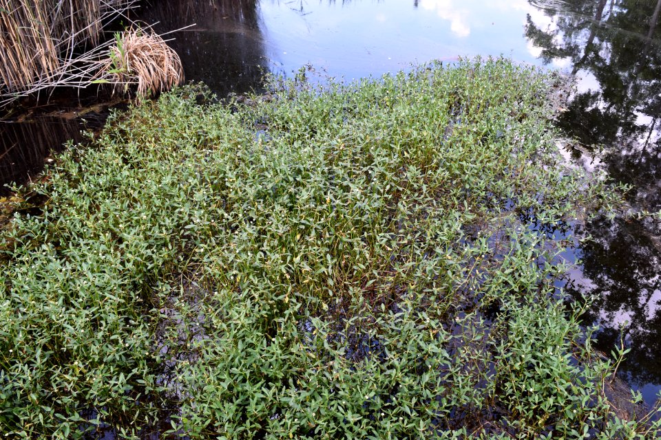 plant alligatorweed Alligator River NWR ncwetlands am (108)