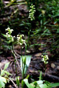 orchid in wetland Needmore Game Lands ncwetlands KG (7)