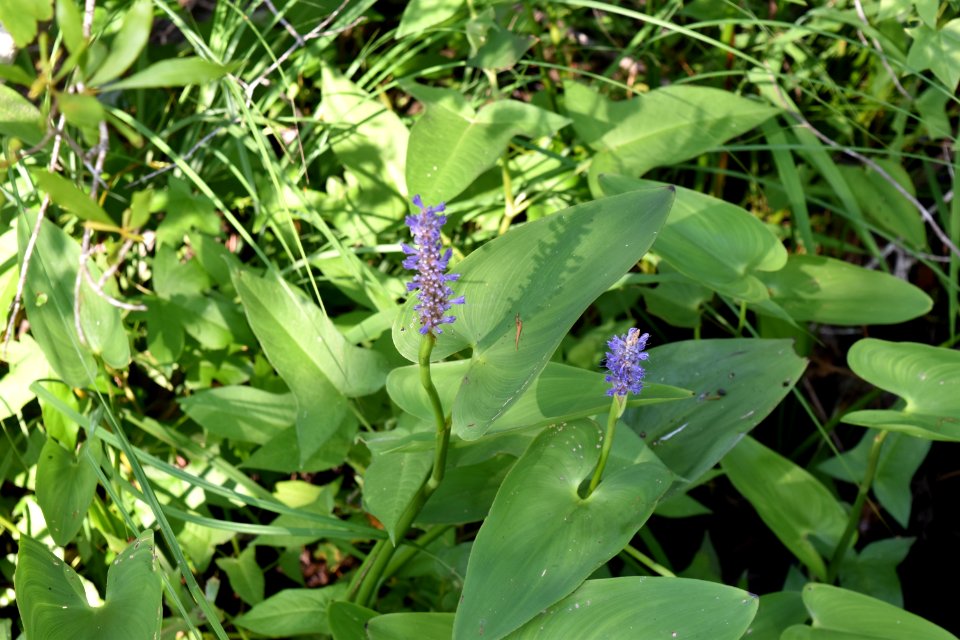 plant Pontedaria Alligator River NWR ncwetlands am (131)