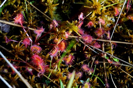plants Sphagnum sundew Panthertown Bog ncwetlands KG (4)