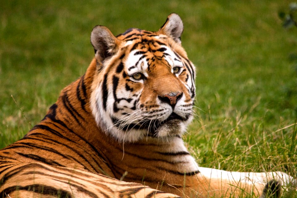 Siberian Tiger at Knuthenborg Safaripark photo