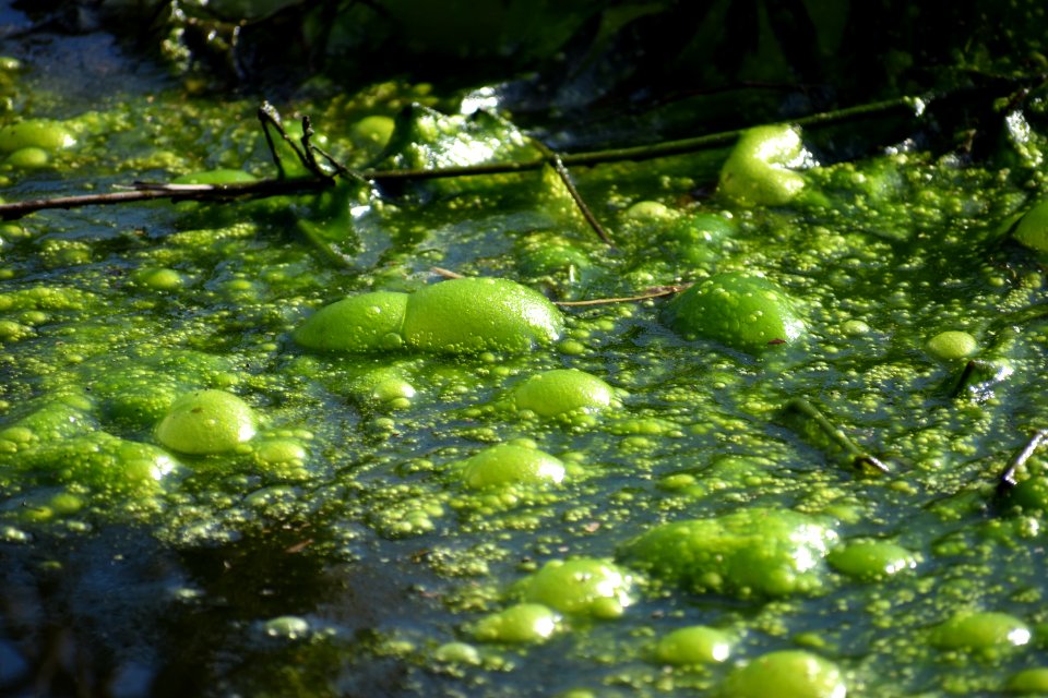algae bubbles John Lawson ncwetlands AM (36)