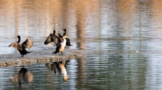 Double-crested cormorants